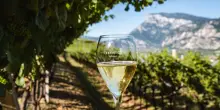 Trentodoc, tre giorni di bollicine di montagna