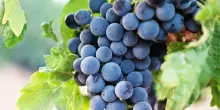 Uva, le 5 ricette perfette per migliorare la salute