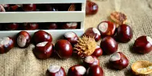 Castagne, come conservarle appena raccolte e 4 modi per prepararle