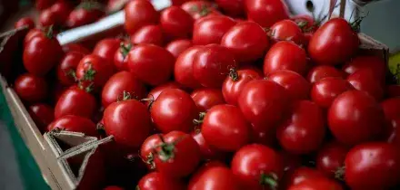 Pomodorini contaminati da salmonella: più di 400 casi in Europa, oltre 100 in Italia