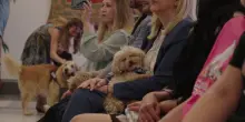Animali, assegnati i premi Penna d'Oca del Campidoglio