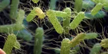Un batterio intestinale contro obesità e diabete