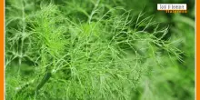 Sorsi di Benessere - Un pesto gustoso e leggero
