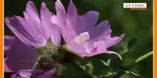 Sorsi di Benessere - Una tisana rilassante e salutare con la malva