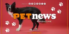PetNews Magazine - 13/5/2025