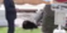 Un uomo gravemente ferito per la caduta di una palma a Cannes