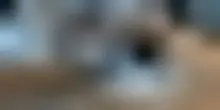 Catturato il "narco-gatto" che portava droga in carcere