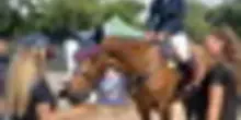 "Save a Horse", dal bar per cavalli in gara ai progetti d'inclusione