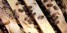 Appello di Greenpeace per salvare le api dai pesticidi
