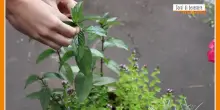 Sorsi di Benessere - Il tè marocchino per iniziare bene la giornata