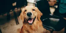 Quando il cane perde troppo pelo: muta stagionale o problemi di salute?