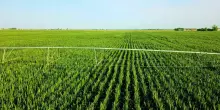 La crisi climatica colpisce i raccolti globali di grano