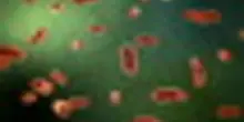 Campus Bio-Medico: microbiota elemento chiave della salute