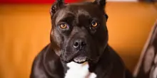 Nonna e nipote aggredite da pitbull: la piccola è grave