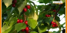 Sorsi di Benessere - Un frullato di ciliegie alleato della pelle