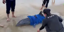 Un delfino spiaggiato salvato nella Cina meridionale