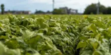 Sigarette illecite in aumento in Ue, Italia modello nel contrasto