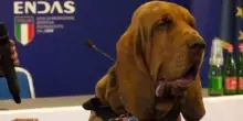 Bruno ucciso con una polpetta piena di chiodi, chi voleva morto il cane eroe