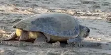 Tartaruga Caretta caretta nidifica tra ombrelloni e lettini, meraviglia sul litorale romano