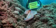 "Il mare in tasca", la guida per tutelare il Mediterraneo