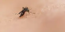 West Nile, donna muore dopo la puntura di una zanzara: era stata ricoverata con febbre