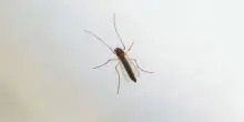 West Nile, Ministero “Monitoraggio e informazioni con il numero 1500”