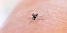 I casi di West Nile nel Lazio sono solo "la punta dell'iceberg": ecco perché