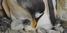 Acquario di Genova, nati tre pulcini di pinguino, le prime immagini
