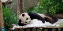 Cina, festa di compleanno speciale per due panda giganti di 3 anni