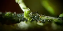 Agricoltura, soluzioni innovative contro gli insetti alieni