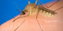 West Nile, 32 casi accertati in Italia: 21 in provincia di Latina