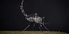 West Nile, al 23 luglio 32 casi di cui 21 in provincia di Latina