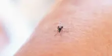 West Nile, sette nuovi casi nel Lazio. Due con sindrome neurologica