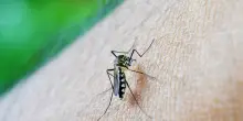 Sesto morto in Italia per il virus West Nile. Decesso a Latina