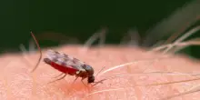 Tutta la verità sui numeri del West Nile: i contagi e i morti degli ultimi tre anni