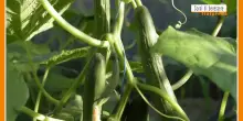 Sorsi di Benessere - Il cetriolo è poco digeribile? Ecco perché