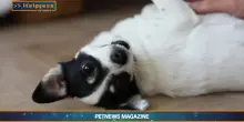 PetNews Magazine - 4/8/2025