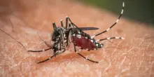 West Nile, da inizio anno 173 casi e 11 decessi in Italia