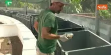 Nate 52 rarissime lucertole delle Eolie, specie a rischio estinzione, al Bioparco di Roma