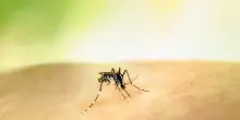 Il West Nile è a Roma. Il primo caso di contagio: il quartiere sotto osservazione