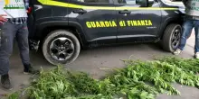 A Chieti sequestrati 20 chili di marijuana nascosti tra la vegetazione