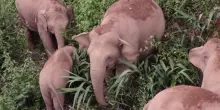 Aumentano gli elefanti selvatici in Cina