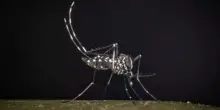Iss, salgono a 275 i casi confermati di West Nile in Italia. 19 decessi