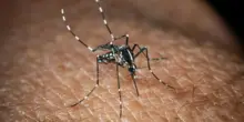In Italia 351 casi di West Nile, 22 i decessi