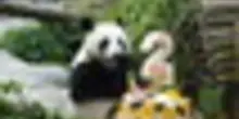 Il Panda Katyusha festeggia il secondo compleanno allo zoo di Mosca