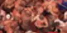 "La Tomatina", a Bunol fiumi rossi di pomodori