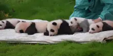Cina, prima apparizione in pubblico per un gruppo di cuccioli di panda