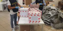Bologna, sequestrate 500 kg di infiorescenze di canapa. Una denuncia