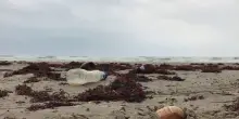 Boom di reati ambientali lungo le coste italiane