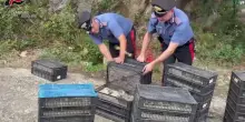 In auto con 2200 uccelli protetti a Villa San Giovanni, denunciato